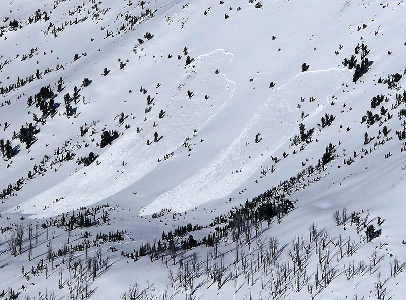 Avalanche in Sheep Creek near Cooke