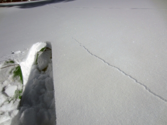 Shooting Cracks near Cooke City